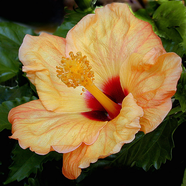 blume DSCN3191_Bildgröße ändern.jpg -           